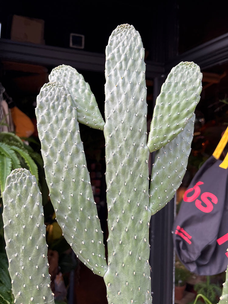 Opuntia Consolea cactus in 17cm pot outside Urban Tropicana plant shop in Chiswick, London