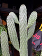 Opuntia Consolea cactus in 17cm pot outside Urban Tropicana plant shop in Chiswick, London