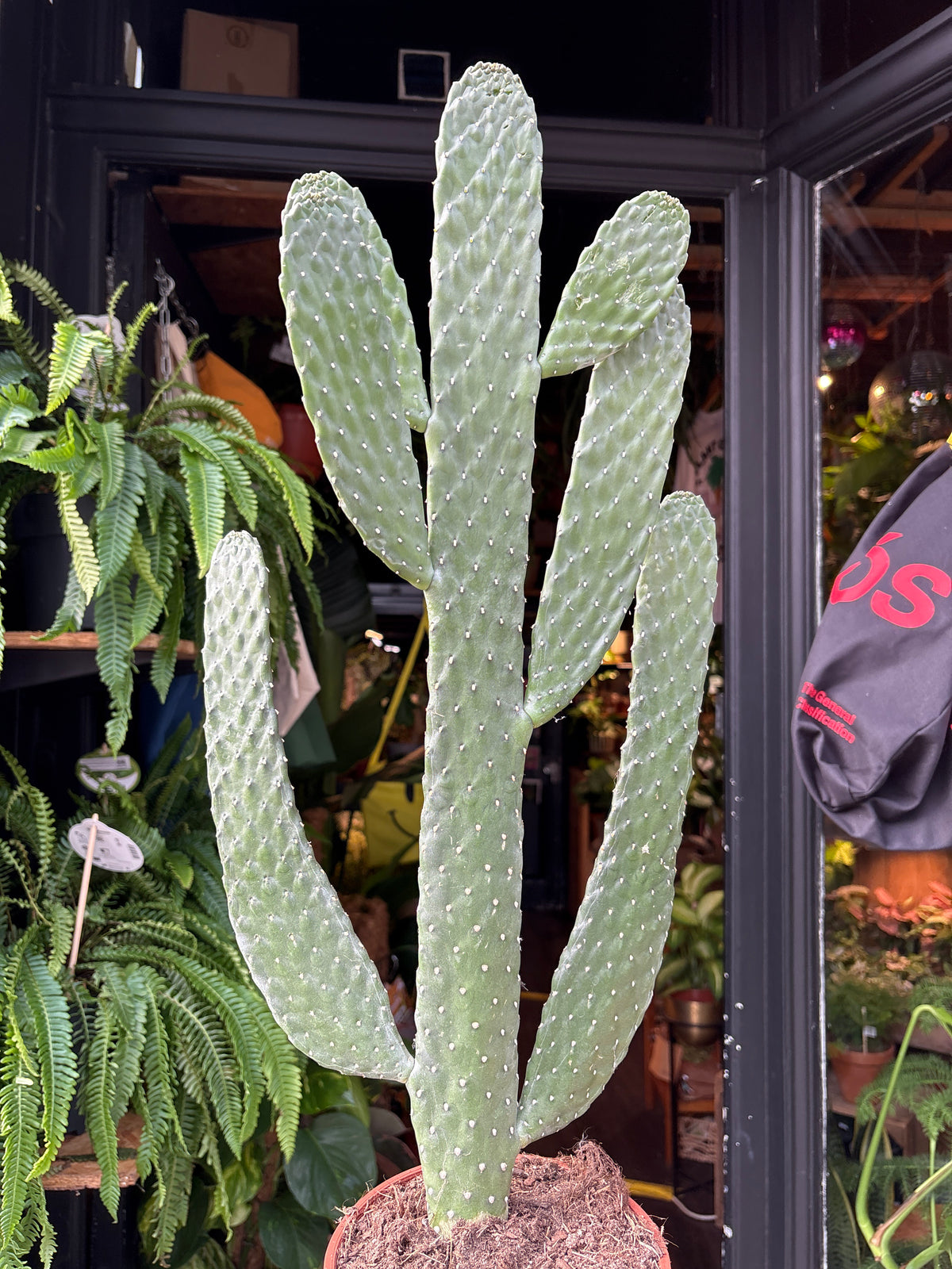 Opuntia Consolea cactus in 17cm pot outside Urban Tropicana plant shop in Chiswick, London