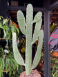 Opuntia Consolea cactus in 17cm pot outside Urban Tropicana plant shop in Chiswick, London