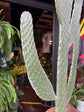 Opuntia Consolea cactus in 17cm pot outside Urban Tropicana plant shop in Chiswick, London