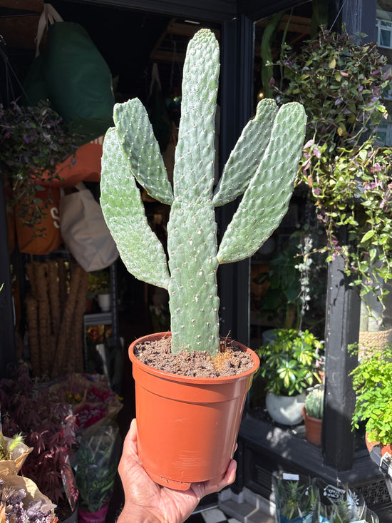 Opuntia microdasys cactus outside Urban Tropicana plant shop in Chiswick, London