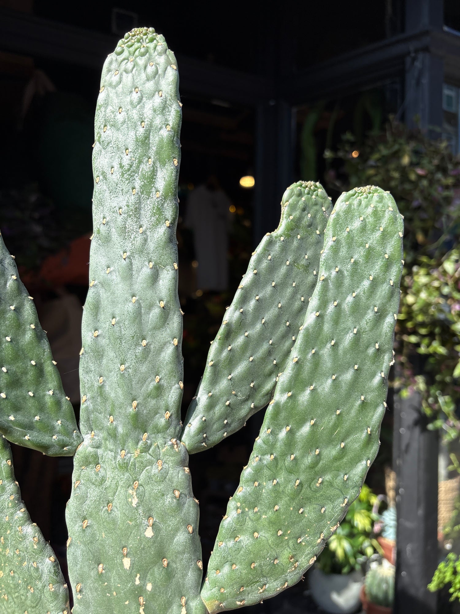 Opuntia microdasys cactus outside Urban Tropicana plant shop in Chiswick, London
