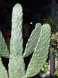 Opuntia microdasys cactus outside Urban Tropicana plant shop in Chiswick, London