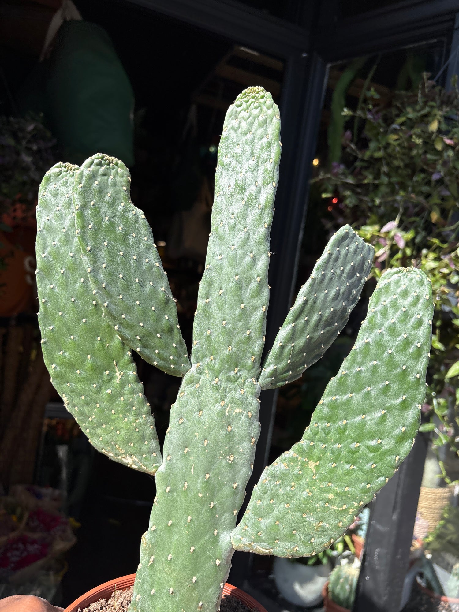 Opuntia microdasys cactus outside Urban Tropicana plant shop in Chiswick, London