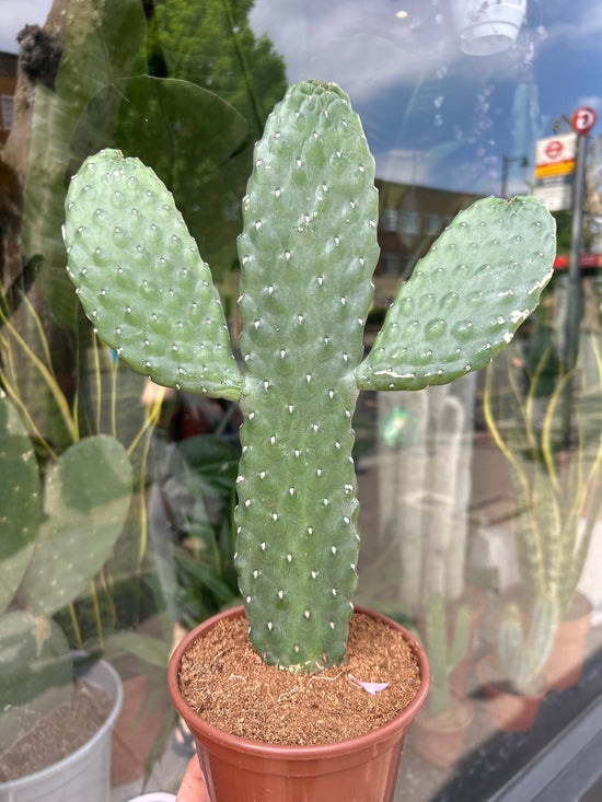 An Opuntia Rubescens Consolea plant in front of Urban Tropicana’s Plant Shop in Chiswick London