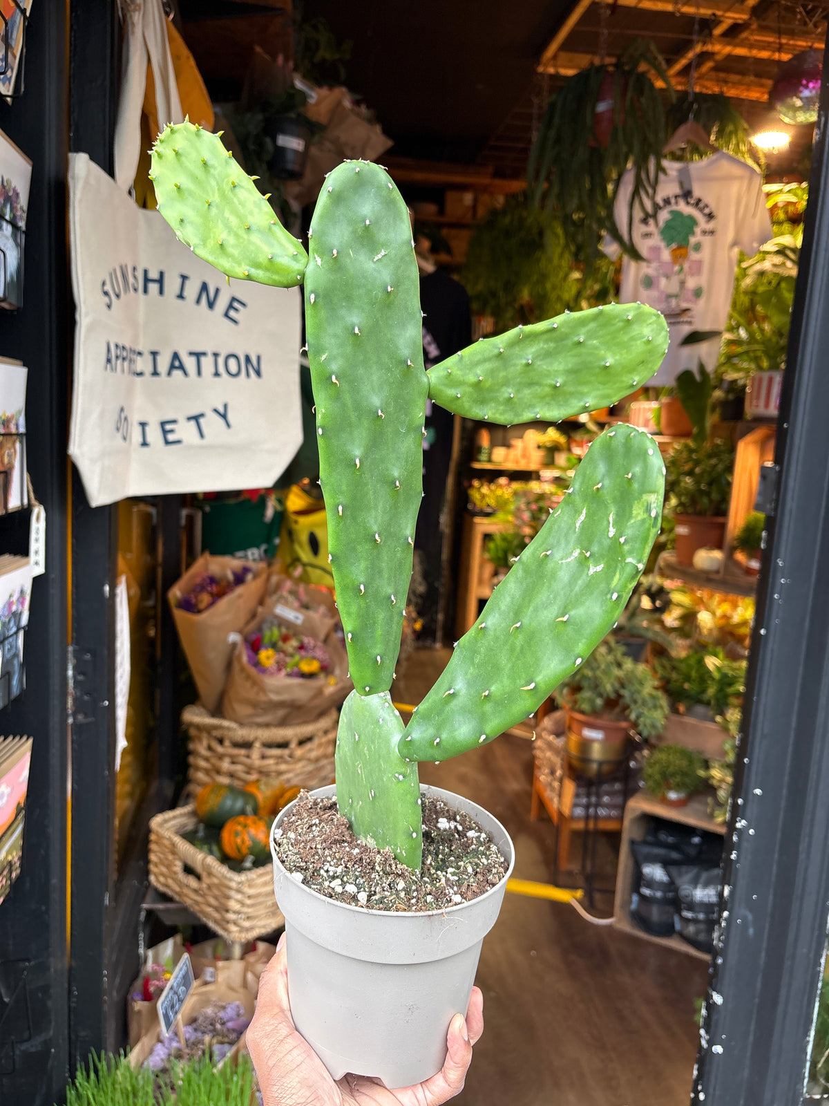 Opuntia cochenillifera cactus in 14cm pot outside Urban Tropicana plant shop in Chiswick, London