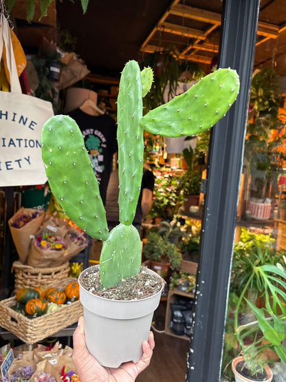 Opuntia cochenillifera cactus in 14cm pot outside Urban Tropicana plant shop in Chiswick, London