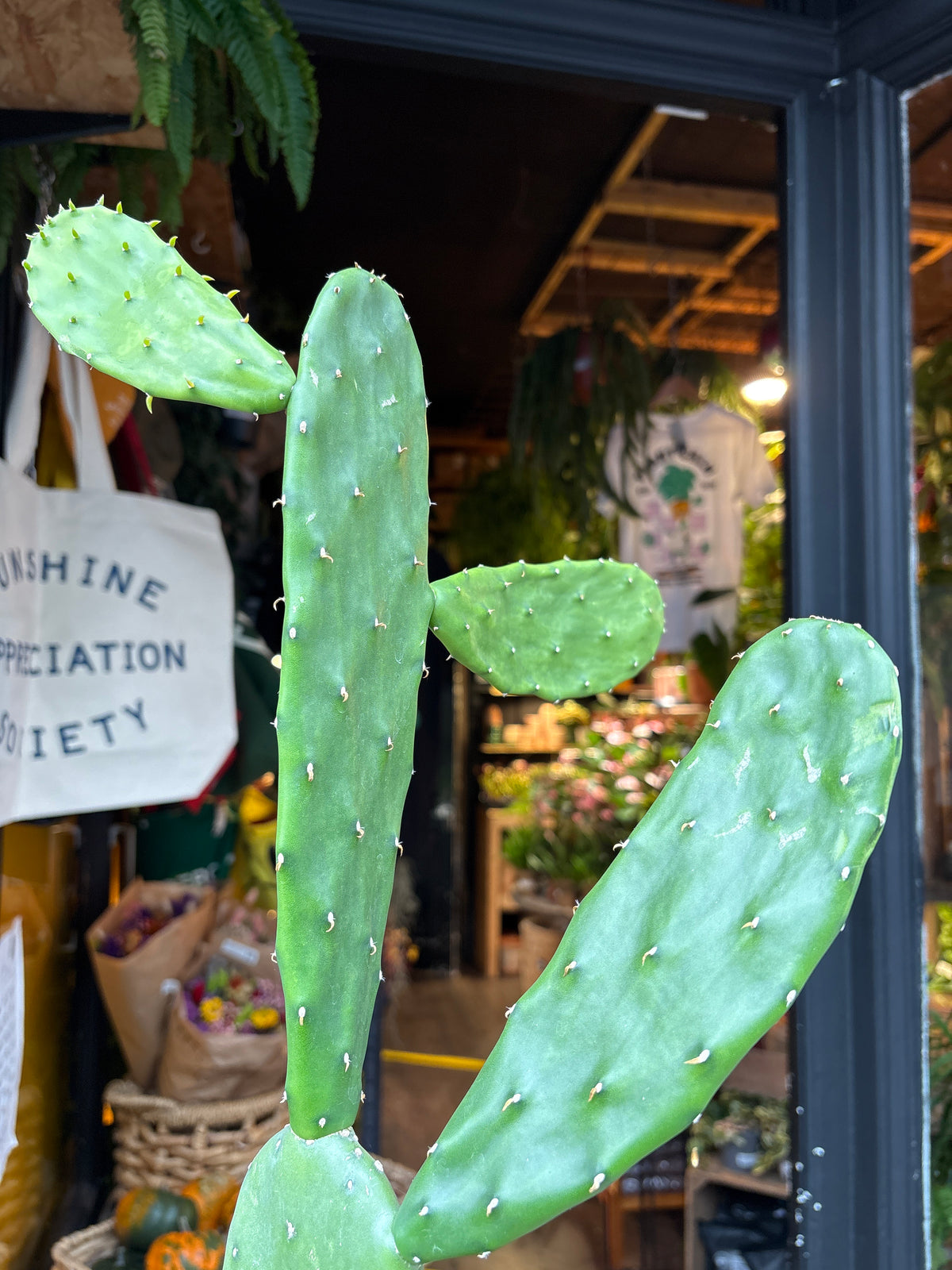 Opuntia cochenillifera cactus in 14cm pot outside Urban Tropicana plant shop in Chiswick, London