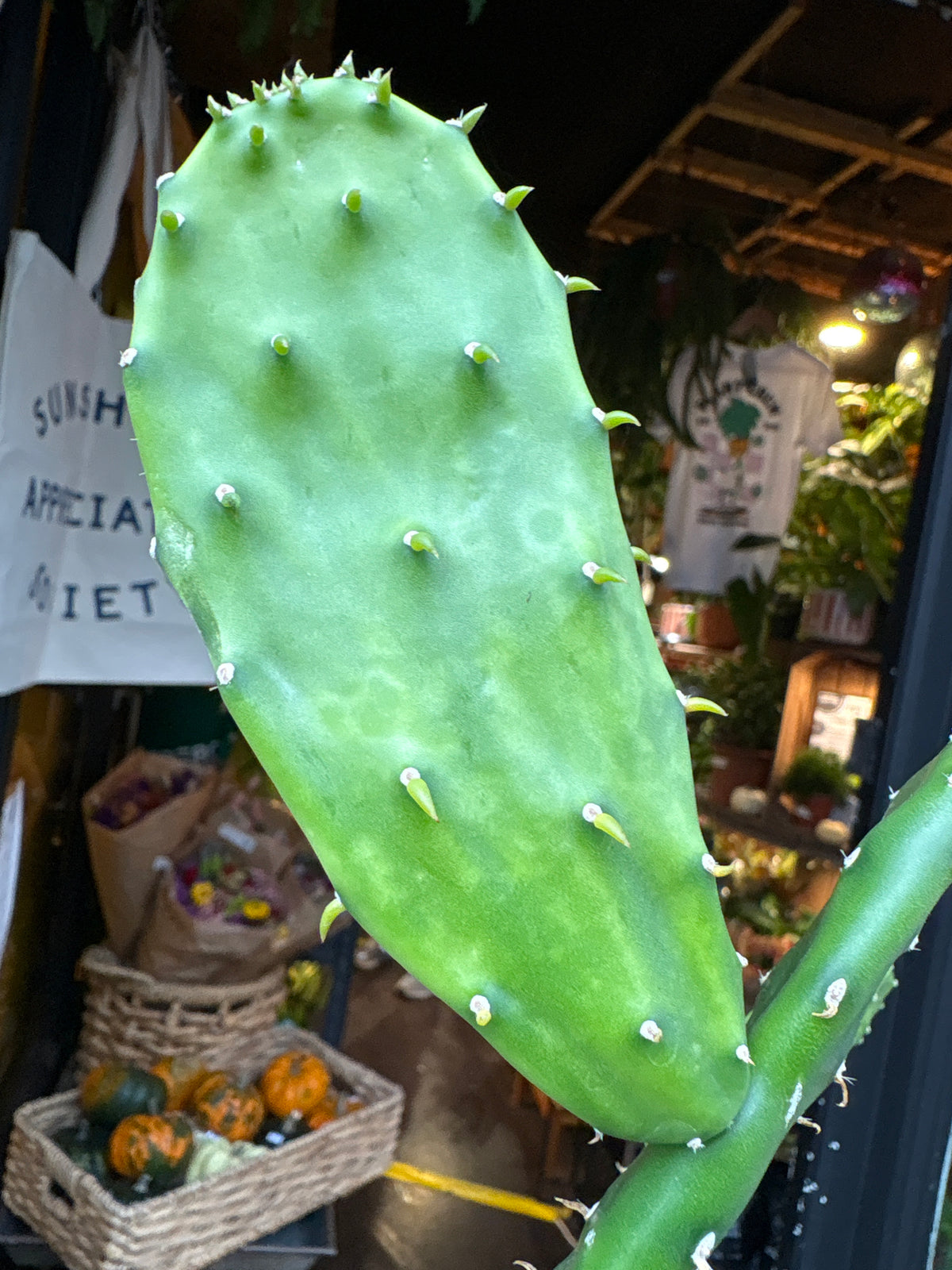 Opuntia cochenillifera cactus in 14cm pot outside Urban Tropicana plant shop in Chiswick, London