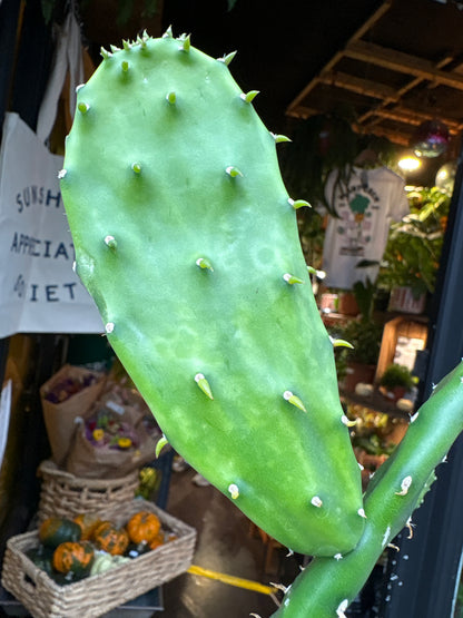 Opuntia cochenillifera cactus in 14cm pot outside Urban Tropicana plant shop in Chiswick, London