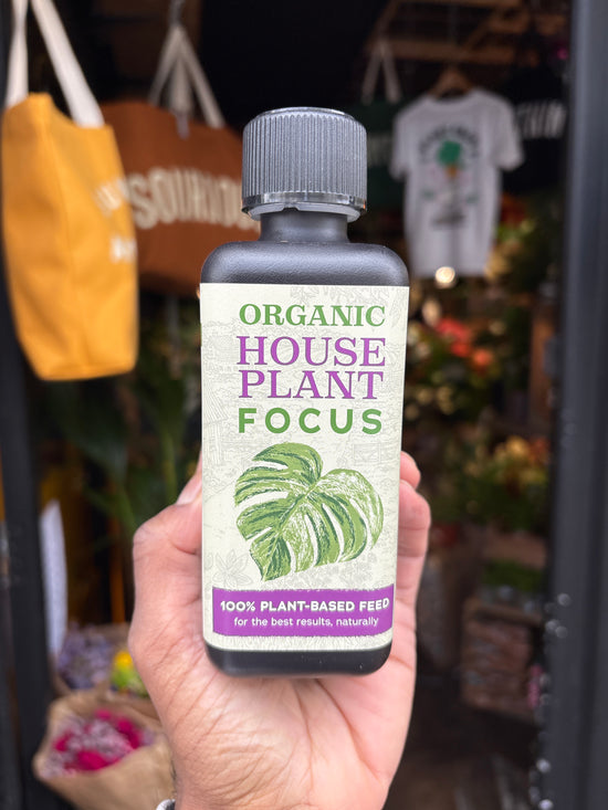 house plant focus Organic Houseplant Focus - Feed & Care - Plant Shop