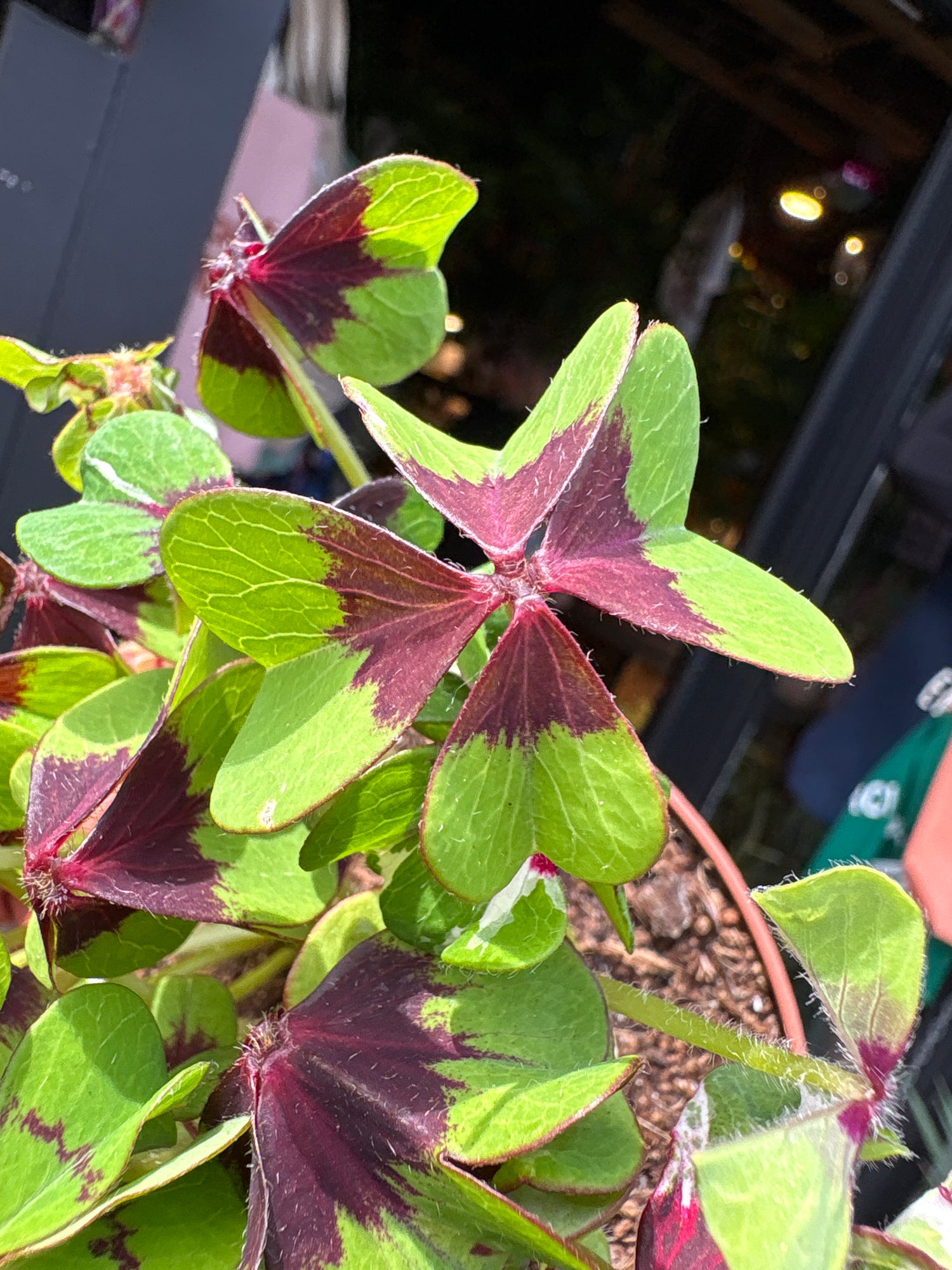 Oxalis Iron Cross plant in front of Urban Tropicana’s Plant Shop in Chiswick London