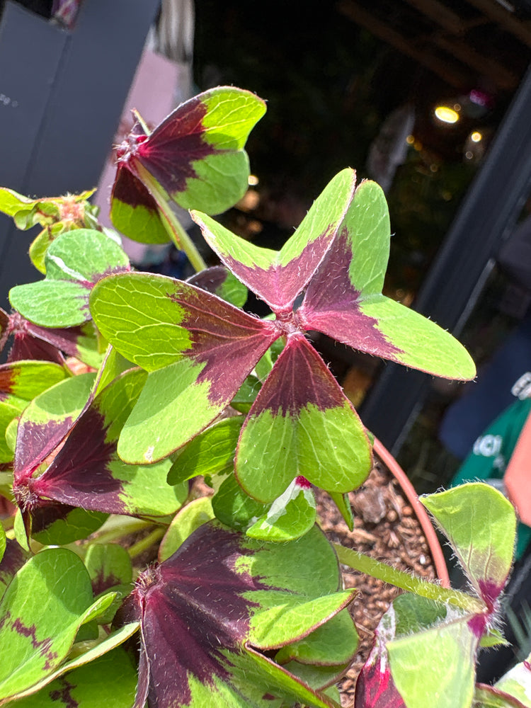Oxalis Iron Cross plant in front of Urban Tropicana’s Plant Shop in Chiswick London
