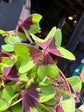 Oxalis Iron Cross plant in front of Urban Tropicana’s Plant Shop in Chiswick London