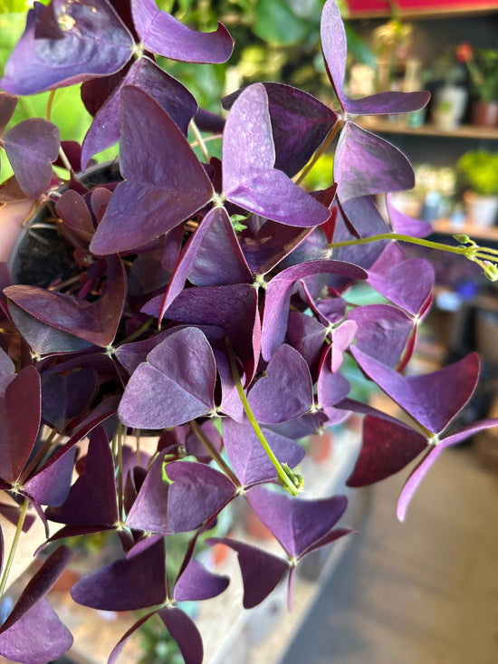 A Oxalis Triangularis plant in front of Urban Tropicana’s Plant Shop in Chiswick London