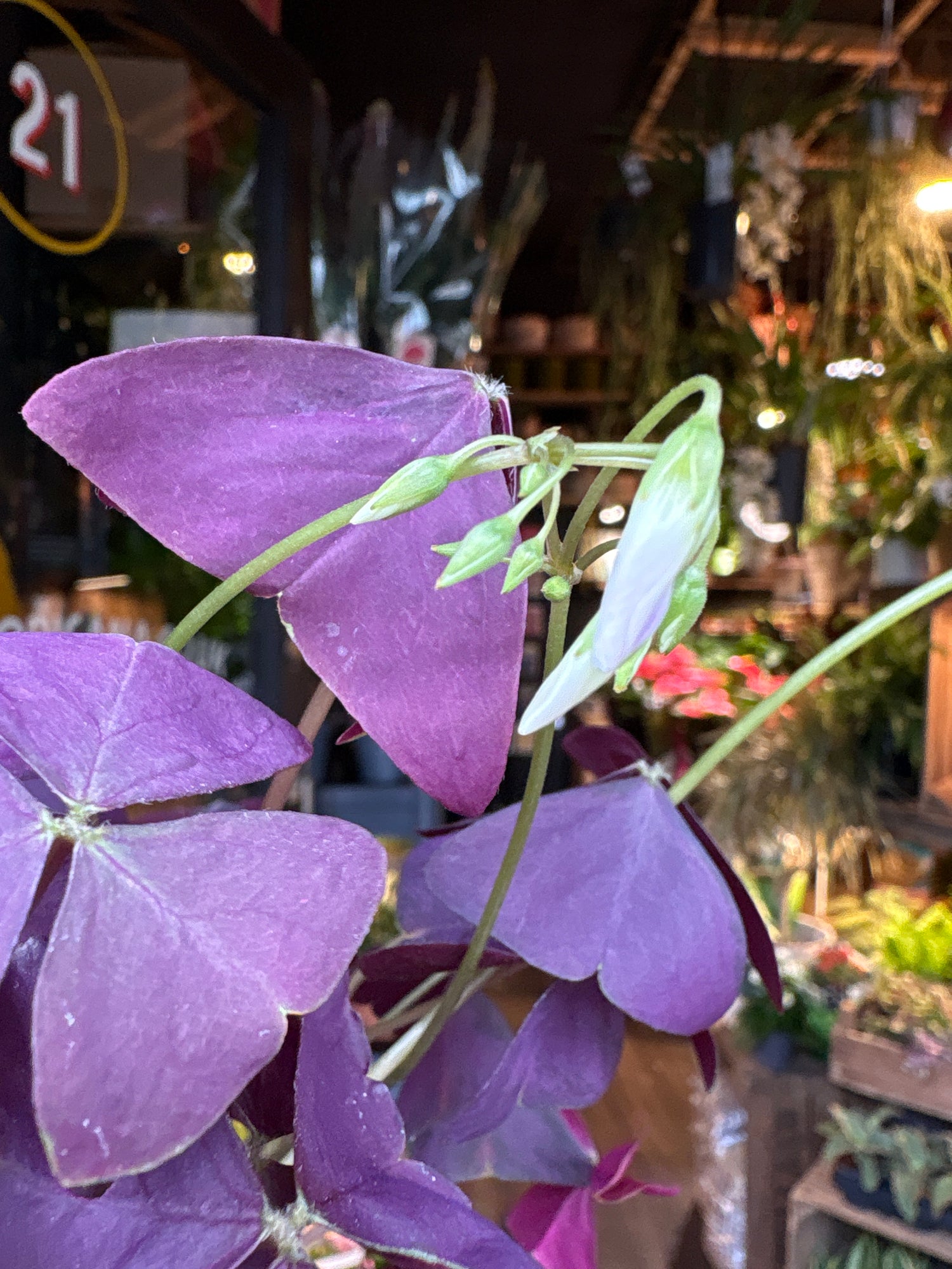 A Oxalis Triangularis plant in front of Urban Tropicana’s Plant Shop in Chiswick London