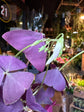 A Oxalis Triangularis plant in front of Urban Tropicana’s Plant Shop in Chiswick London