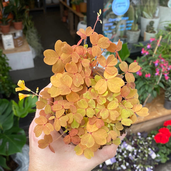 Oxalis Vulcan Gold in front Urban Tropicana&