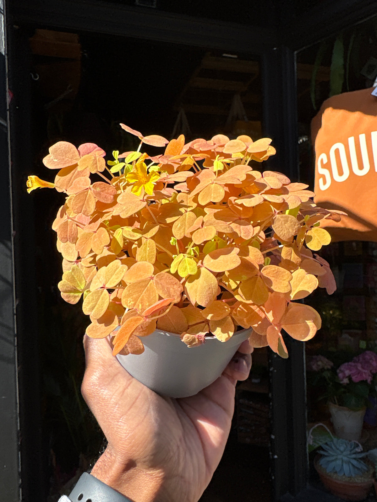 Oxalis vulcanicola ‘Vulcan Gold’ with bright golden-yellow clover-shaped leaves and compact growth, displayed in a nursery pot at Urban Tropicana plant shop, Chiswick, London
