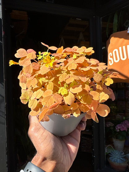 Oxalis vulcanicola ‘Vulcan Gold’ with bright golden-yellow clover-shaped leaves and compact growth, displayed in a nursery pot at Urban Tropicana plant shop, Chiswick, London
