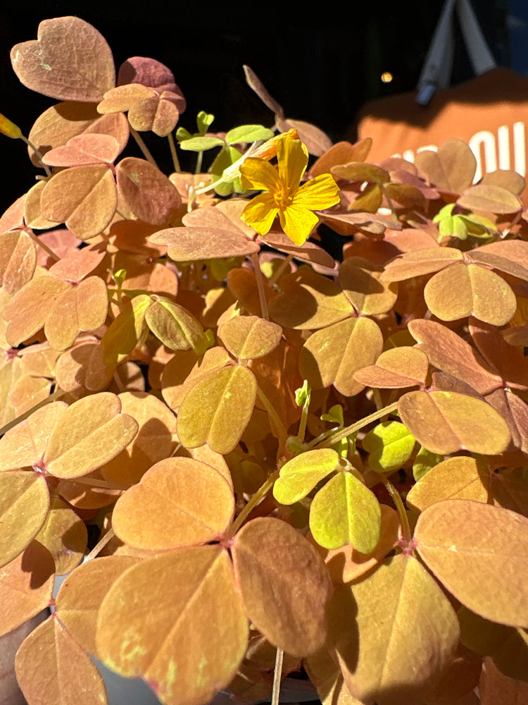 Oxalis vulcanicola ‘Vulcan Gold’ with bright golden-yellow clover-shaped leaves and compact growth, displayed in a nursery pot at Urban Tropicana plant shop, Chiswick, London