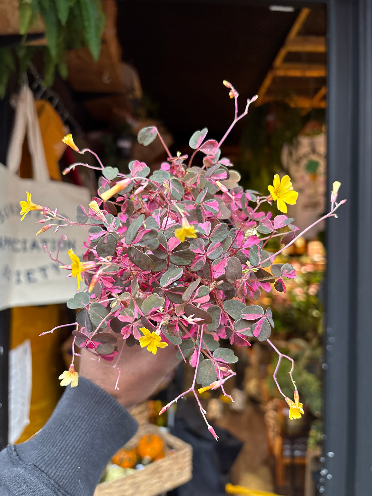 Oxalis ‘Vulcan Pink’ in 10cm pot outside Urban Tropicana plant shop in Chiswick, London