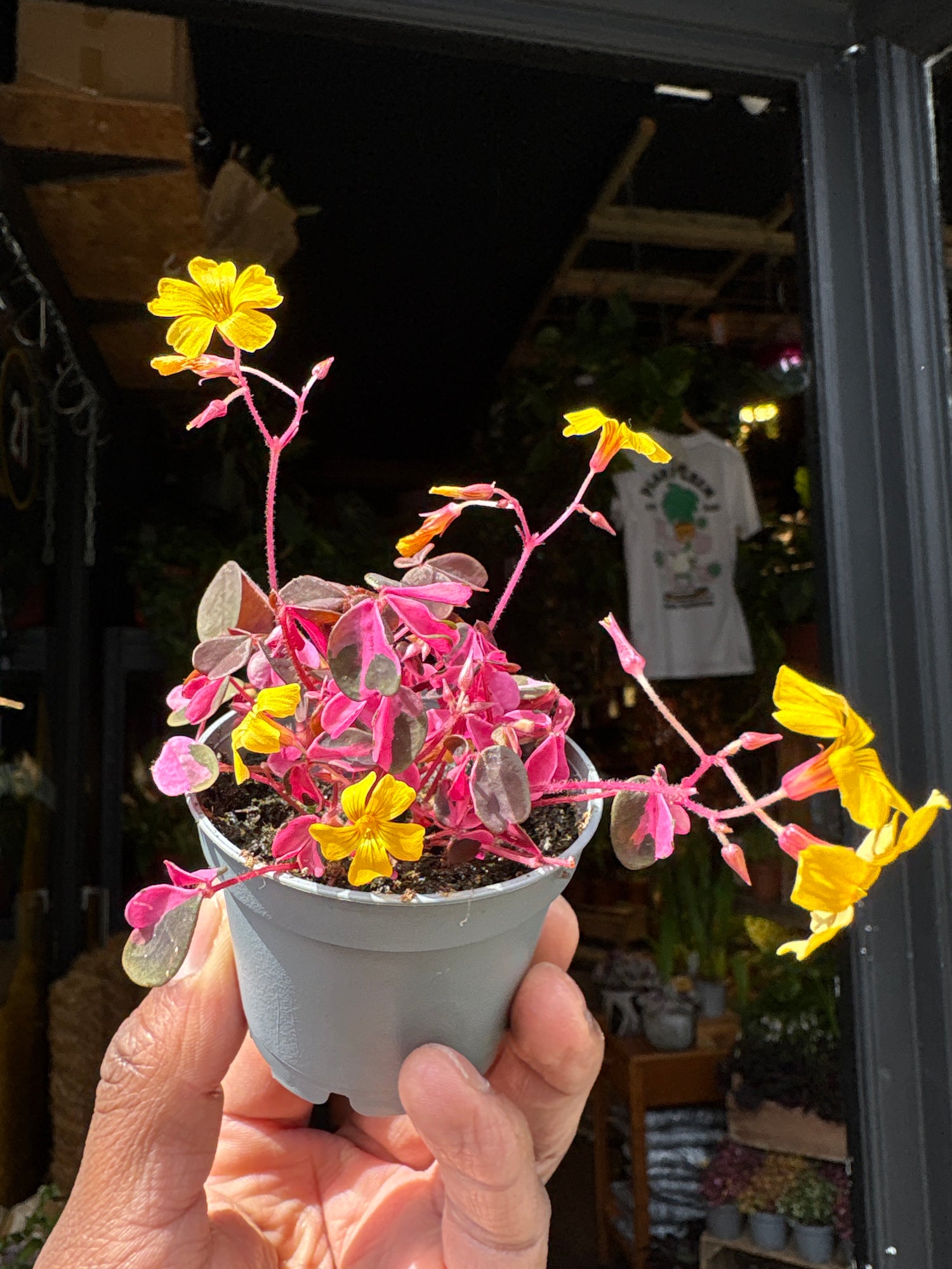 Oxalis ‘Vulcan Pink’ plant in 6cm pot outside Urban Tropicana plant shop in Chiswick, London
