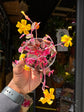 Oxalis ‘Vulcan Pink’ plant in 6cm pot outside Urban Tropicana plant shop in Chiswick, London