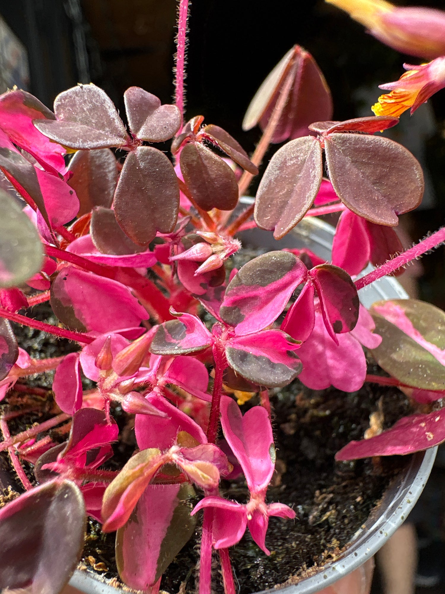 Oxalis ‘Vulcan Pink’ plant in 6cm pot outside Urban Tropicana plant shop in Chiswick, London