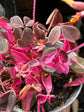 Oxalis ‘Vulcan Pink’ plant in 6cm pot outside Urban Tropicana plant shop in Chiswick, London