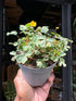 Oxalis spiralis vulcanicola ‘Nordlys’ plant in 11cm pot outside Urban Tropicana plant shop in Chiswick, London