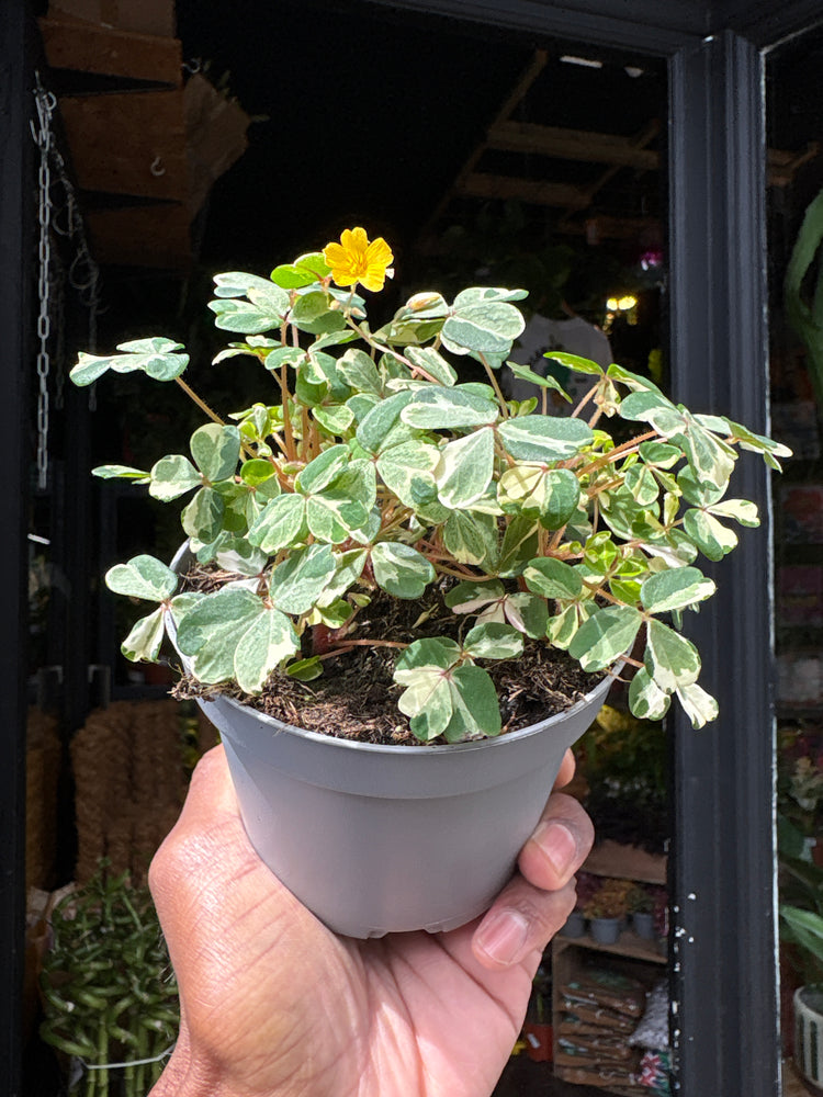 Oxalis spiralis vulcanicola ‘Nordlys’ plant in 11cm pot outside Urban Tropicana plant shop in Chiswick, London