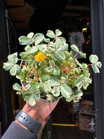 Oxalis spiralis vulcanicola ‘Nordlys’ plant in 11cm pot outside Urban Tropicana plant shop in Chiswick, London