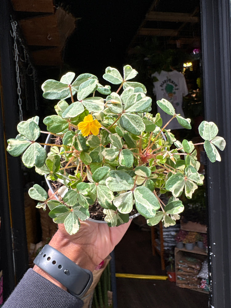 Oxalis spiralis vulcanicola ‘Nordlys’ plant in 11cm pot outside Urban Tropicana plant shop in Chiswick, London