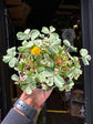 Oxalis spiralis vulcanicola ‘Nordlys’ plant in 11cm pot outside Urban Tropicana plant shop in Chiswick, London