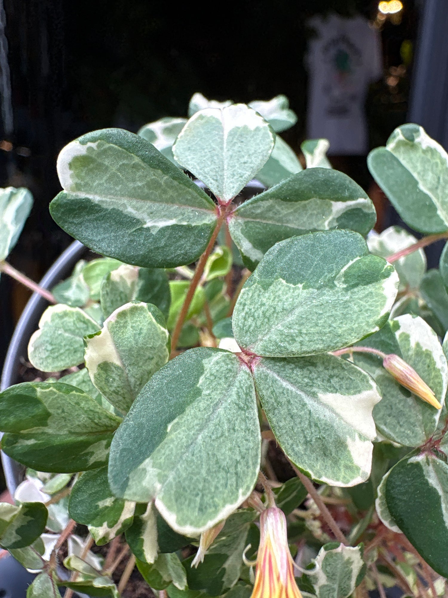 Oxalis spiralis vulcanicola ‘Nordlys’ plant in 11cm pot outside Urban Tropicana plant shop in Chiswick, London