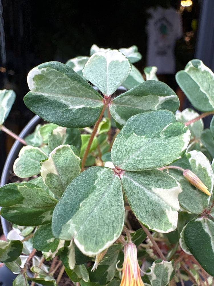 Oxalis spiralis vulcanicola ‘Nordlys’ plant in 11cm pot outside Urban Tropicana plant shop in Chiswick, London