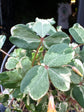 Oxalis spiralis vulcanicola ‘Nordlys’ plant in 11cm pot outside Urban Tropicana plant shop in Chiswick, London