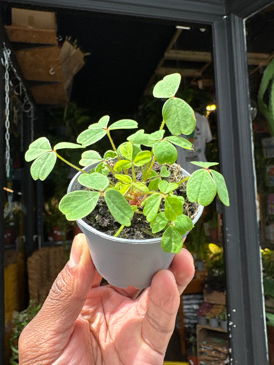 Oxalis stricta plant in 6cm pot outside Urban Tropicana plant shop in Chiswick, London