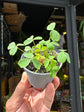 Oxalis stricta plant in 6cm pot outside Urban Tropicana plant shop in Chiswick, London