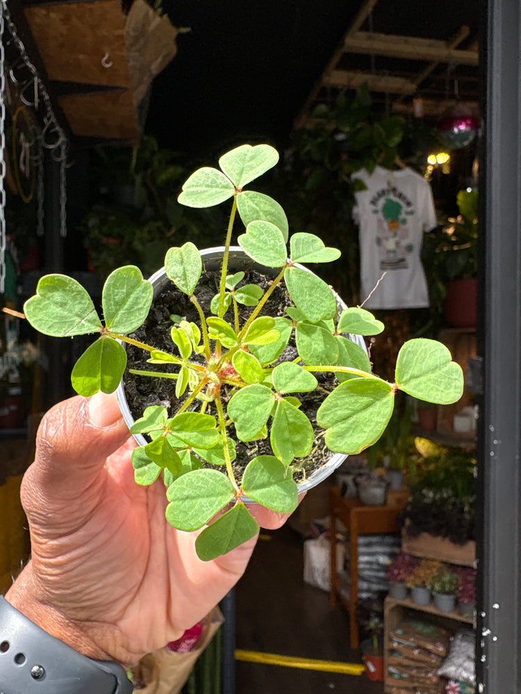 Oxalis stricta plant in 6cm pot outside Urban Tropicana plant shop in Chiswick, London