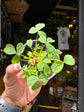 Oxalis stricta plant in 6cm pot outside Urban Tropicana plant shop in Chiswick, London