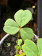 Oxalis stricta plant in 6cm pot outside Urban Tropicana plant shop in Chiswick, London