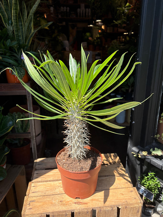 Pachypodium lamerei in front of Urban Tropicana’s Plant Shop in Chiswick London