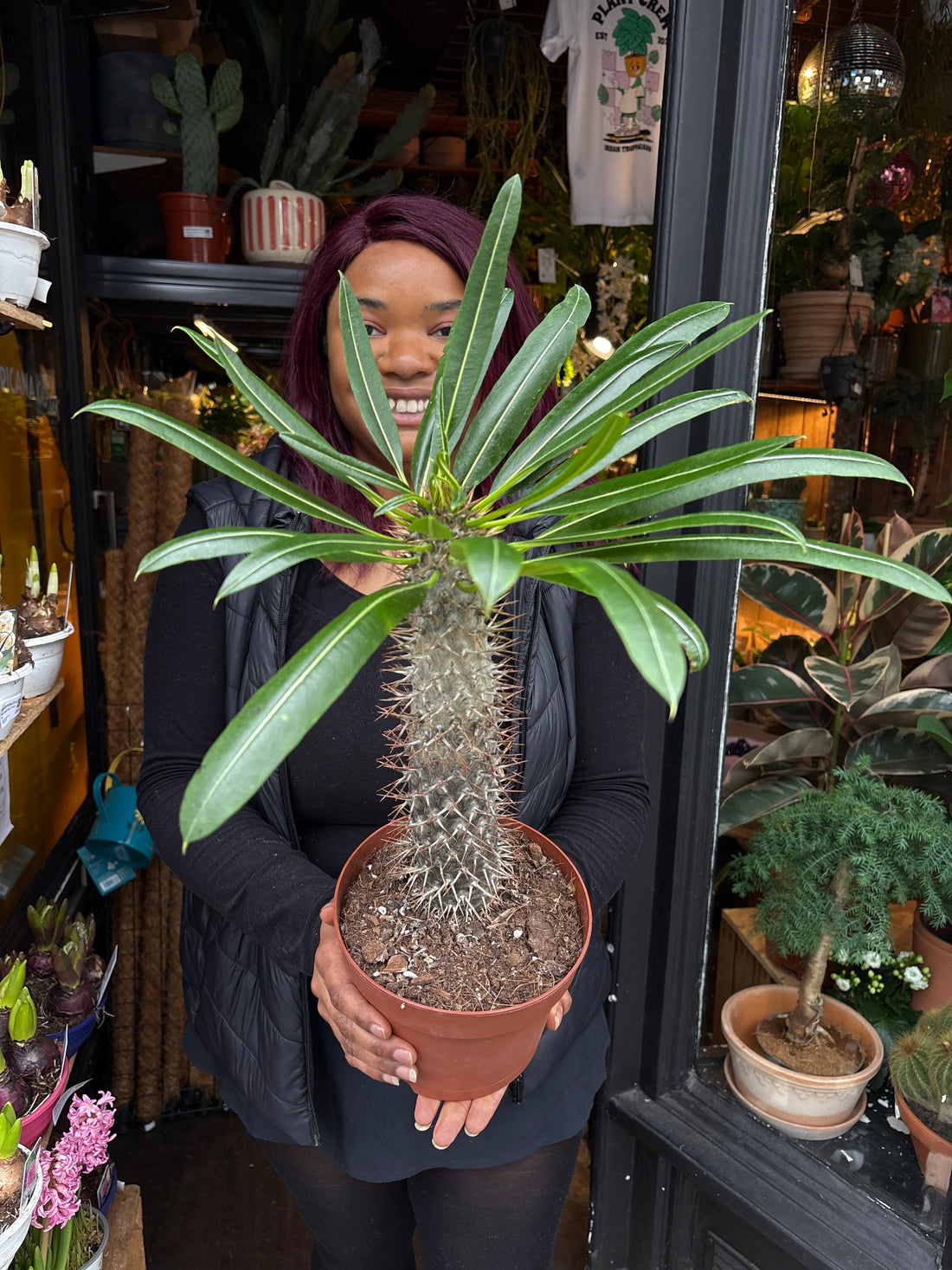 Pachypodium lamerei in front of Urban Tropicana’s Plant Shop in Chiswick London