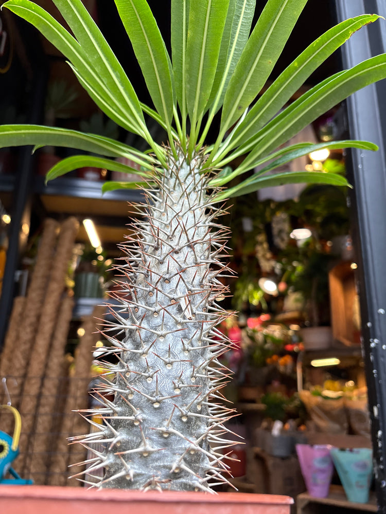 Pachypodium lamerei in front of Urban Tropicana’s Plant Shop in Chiswick London