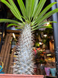 Pachypodium lamerei in front of Urban Tropicana’s Plant Shop in Chiswick London