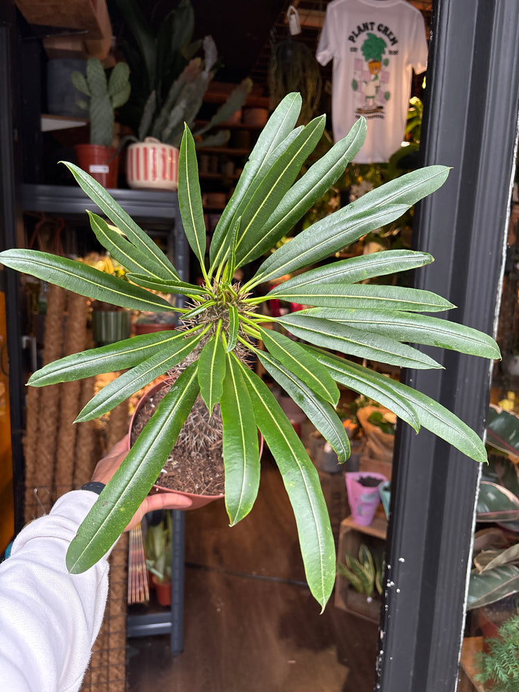 Pachypodium lamerei in front of Urban Tropicana’s Plant Shop in Chiswick London