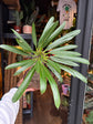 Pachypodium lamerei in front of Urban Tropicana’s Plant Shop in Chiswick London